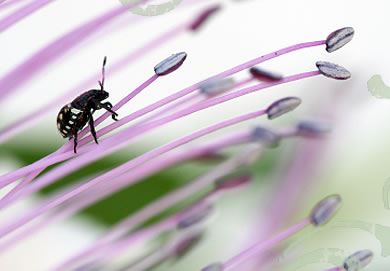 A bug on flowers