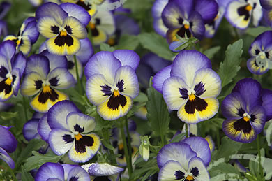 Bunch of pansies