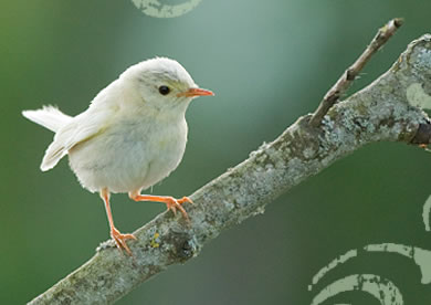 white-bird