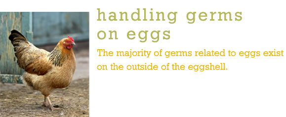 handling germs on eggs